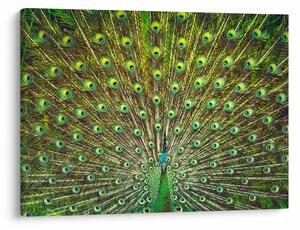 Obraz - Paw (70x50 cm)