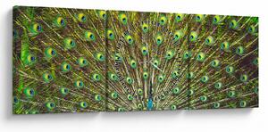 Obraz - Paw (z zegarem) (90x30 cm)