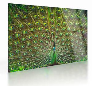 Obraz na szkle - Paw (70x50 cm)