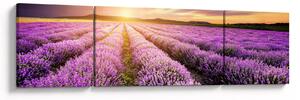 Obraz - Wschód słońca na polu lawendy (170x50 cm)