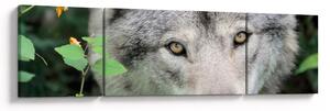 Obraz - Portret wilka (170x50 cm)