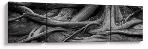 Obraz - Korzenie drzewa (170x50 cm)