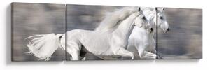 Obraz - Białe konie zimą (170x50 cm)