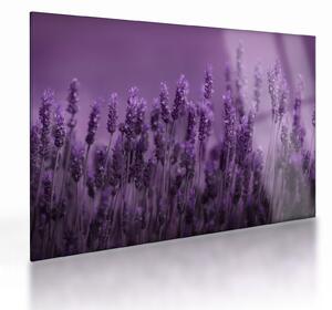 Obraz na szkle - Lawenda (70x50 cm)