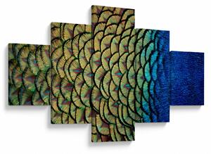 Obraz - Pawie pióra (125x70 cm)