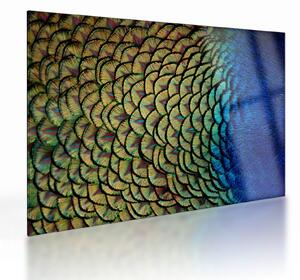 Obraz na szkle - Pawie pióra (70x50 cm)