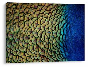 Obraz - Pawie pióra (70x50 cm)