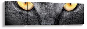 Obraz - Portret kota z bliska (170x50 cm)