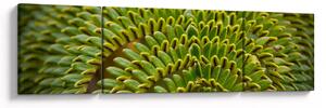 Obraz - Paproć (170x50 cm)