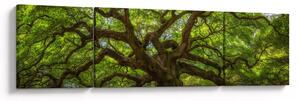 Obraz - Zielone drzewo (170x50 cm)