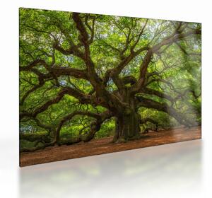 Obraz na szkle - Zielone drzewo (70x50 cm)