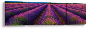 Obraz - Pole lawendy (170x50 cm)