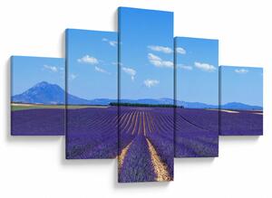 Obraz - Pole lawendy (125x70 cm)