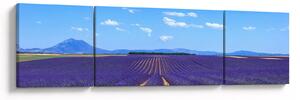Obraz - Pole lawendy (170x50 cm)