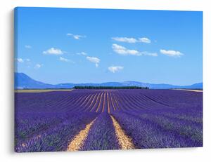 Obraz - Pole lawendy (70x50 cm)