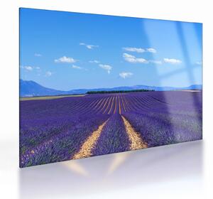 Obraz na szkle - Pole lawendy (70x50 cm)