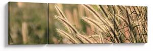 Obraz - Ziarno (170x50 cm)