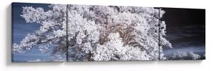 Obraz - Śnieżnobiałe drzewo (170x50 cm)