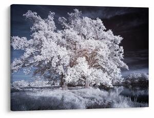Obraz - Śnieżnobiałe drzewo (70x50 cm)