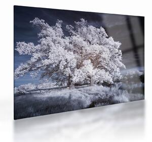 Obraz na szkle - Śnieżnobiałe drzewo (70x50 cm)