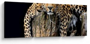 Obraz - Gepard (z zegarem) (90x30 cm)