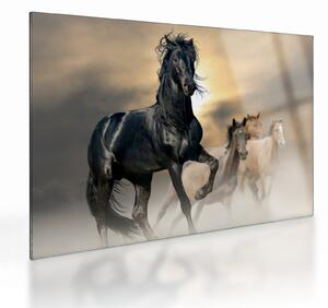Obraz na szkle - Konie (70x50 cm)
