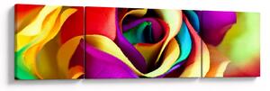 Obraz - Kolorowa róża (170x50 cm)