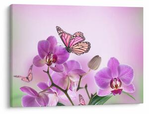 Obraz - Motyl na kwiatach orchidei, liliowy (70x50 cm)
