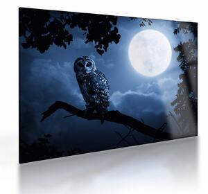Obraz na szkle - Nocna Sowa (70x50 cm)