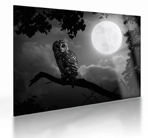 Obraz na szkle - Nocna sowa, czarno-biały (70x50 cm)