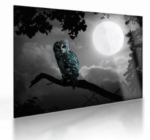 Obraz na szkle - Nocna sowa, niebieski (70x50 cm)