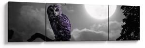 Obraz - Nocna sowa, fioletowa sowa (170x50 cm)
