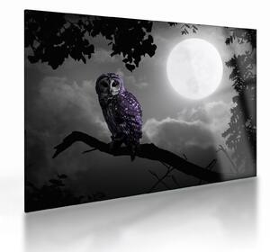 Obraz na szkle - Nocna sowa, fioletowa sowa (70x50 cm)