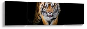Obraz - Tygrys (170x50 cm)