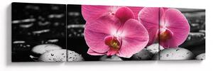 Obraz - Różowe orchidee (170x50 cm)