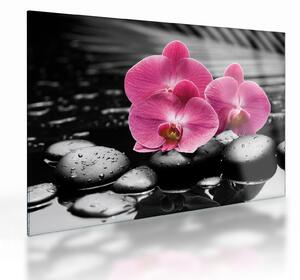 Obraz na szkle - Różowe orchidee (70x50 cm)