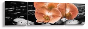Obraz - Pomarańczowe orchidee (170x50 cm)