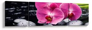 Obraz - Różowe orchidee z liściem palmy (170x50 cm)