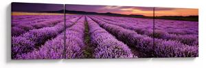 Obraz - Pole lawendy o zachodzie słońca (170x50 cm)