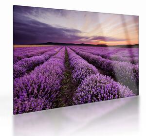 Obraz na szkle - Pole lawendy o zachodzie słońca (70x50 cm)