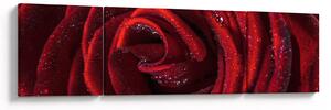 Obraz - Czerwona róża z kroplami rosy (170x50 cm)