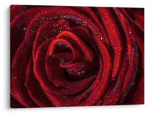 Obraz - Czerwona róża z kroplami rosy (70x50 cm)