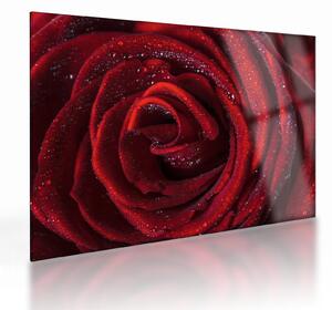 Obraz na szkle - Czerwona róża z kroplami rosy (70x50 cm)
