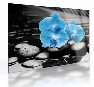 Obraz na szkle - Niebieska Orchidea (70x50 cm)