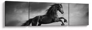 Obraz - Czarny i biały koń (170x50 cm)