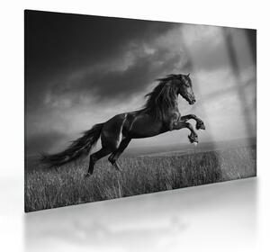 Obraz na szkle - Czarny i biały koń (70x50 cm)