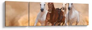 Obraz - Stado koni (170x50 cm)