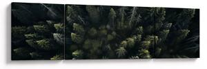 Obraz - Las (170x50 cm)