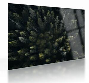 Obraz na szkle - Las (70x50 cm)