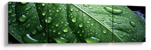 Obraz - Szczegół liścia po deszczu (170x50 cm)